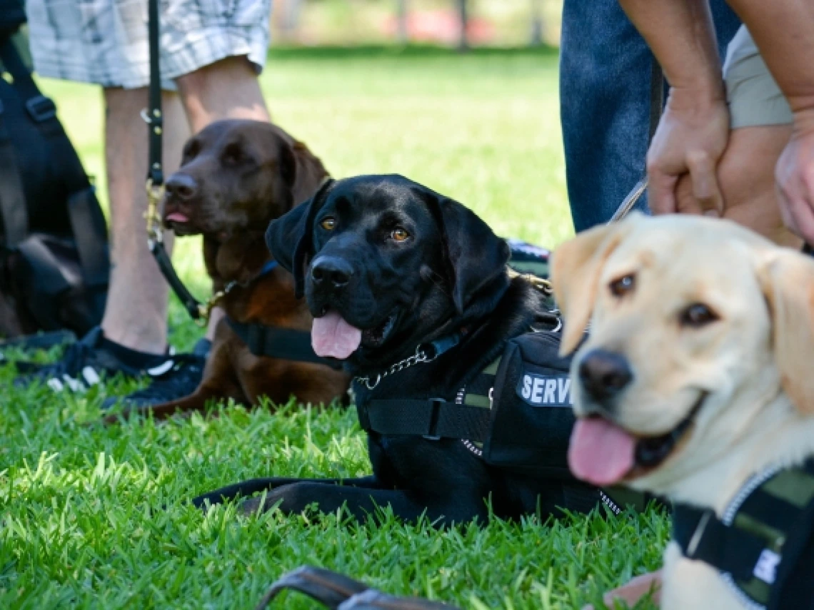 Three dogs sitting in grass with their tongues out.