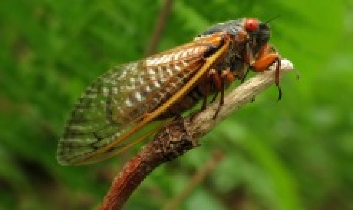 A periodical cicada of the genus Magicicada perched on a tulip tree stalk.